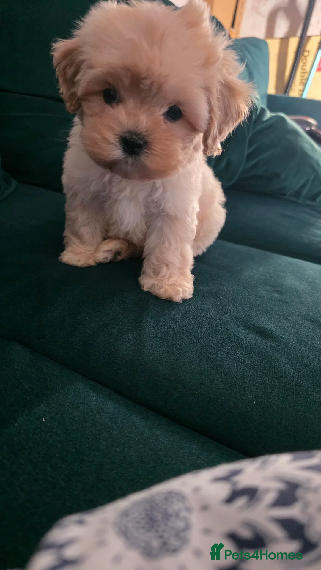 Maltipoo dogs for sale: Tiny Maltipoo boy - Advert 4