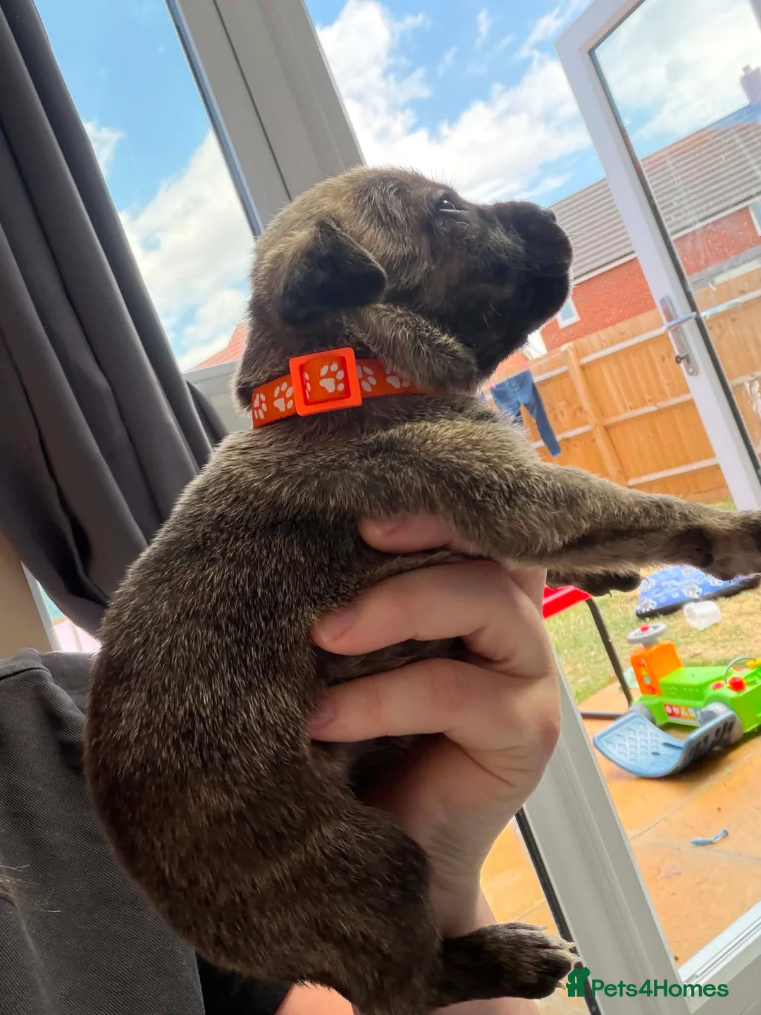 Mixed Breed dogs for sale: Whippet terrier X Cane corso - Advert 30