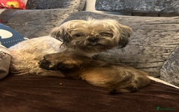 Shih Tzu dogs for sale: Shih Tzu puppies  - Image 7