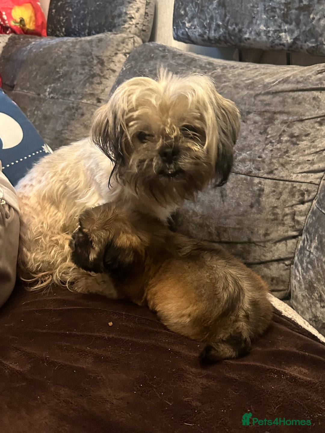 Shih Tzu dogs for sale: Shih Tzu puppies  - Image 7