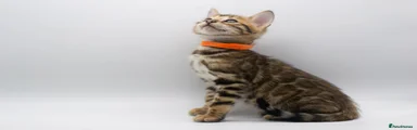 Orange collar boy 🧡