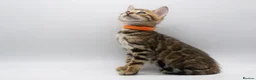 Bengal cats for sale: Stunning TICA Registered Bengal Kittens - Advert 18