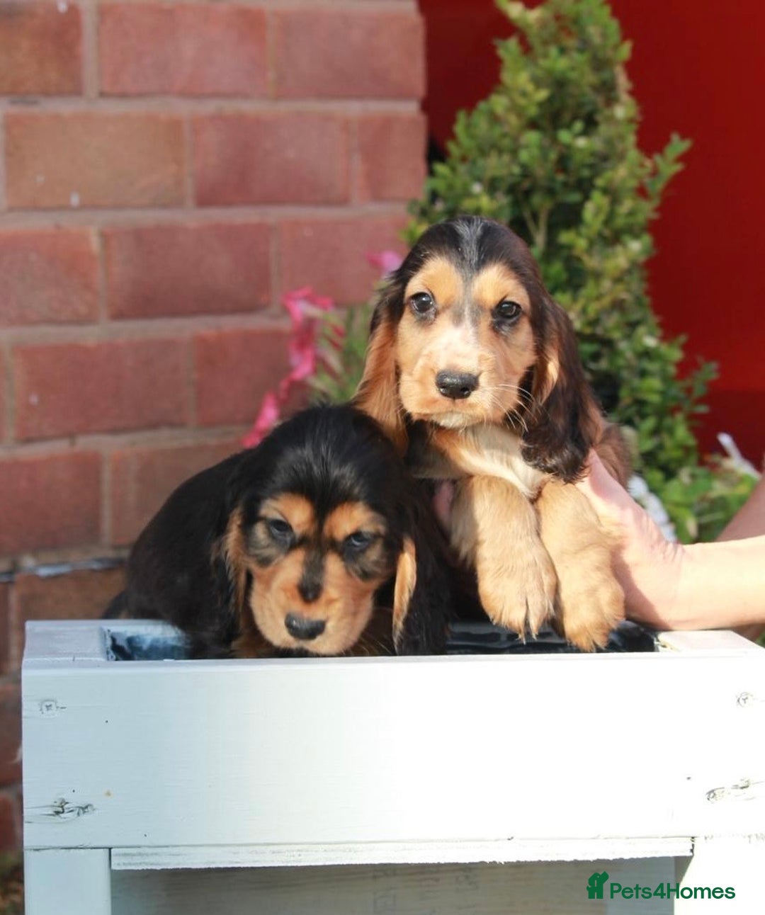 Cocker Spaniel dogs for sale: Full Cocker Spaniels Puppies  - Image 24