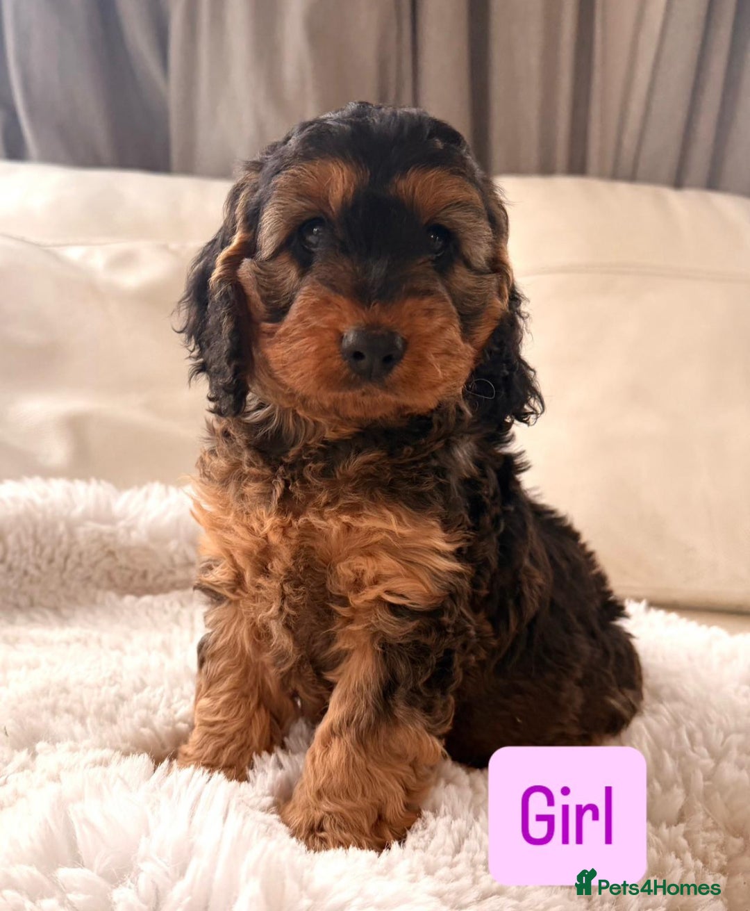 Cockapoo dogs for sale: Gorgeous F1 Cockapoo’s  - Advert 13