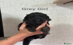 German Shepherd dogs for sale: German shepherd puppies  - Image 5