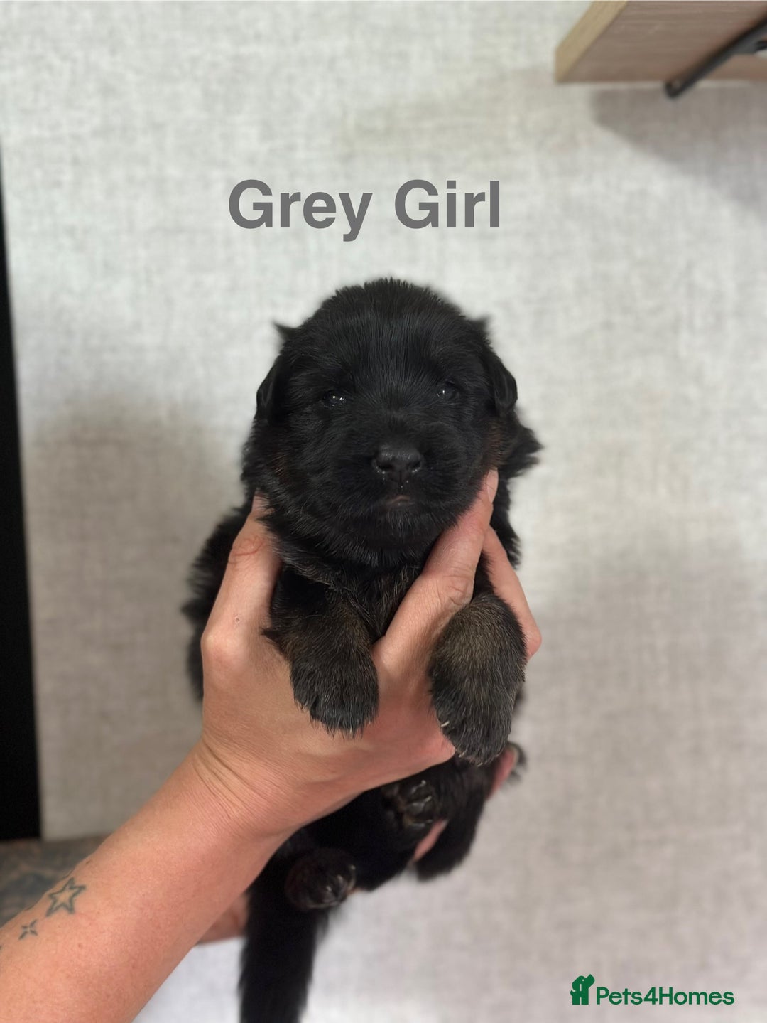 German Shepherd dogs for sale: German shepherd puppies  - Image 5