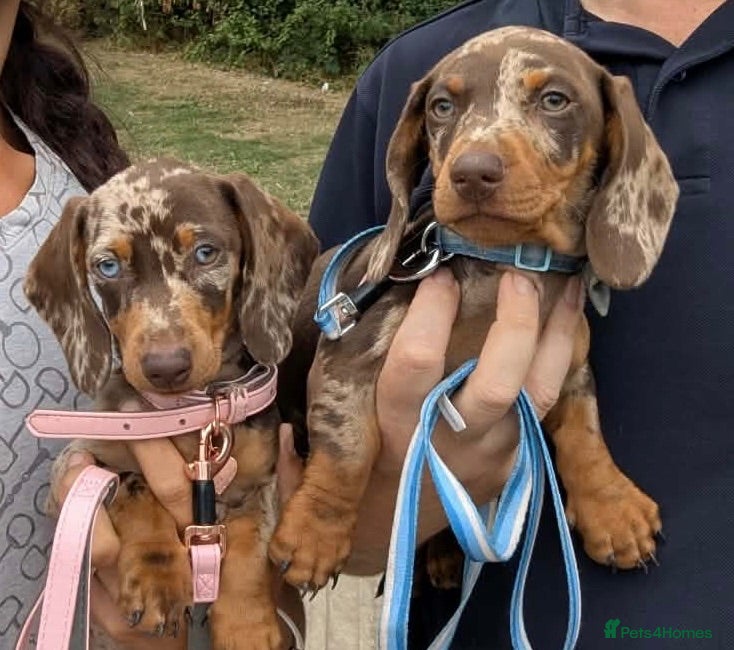 Dachshund dogs Last 2 Gorgeous Dapple Dachshund Puppies - Advert 2