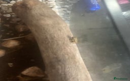 Frog reptiles for sale: Frog for sale  - Image 11