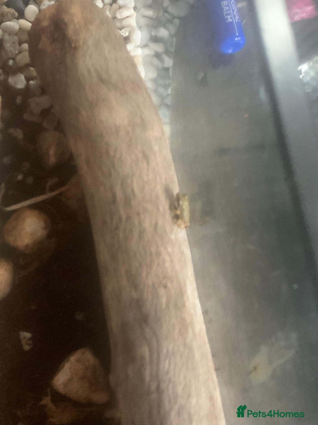 Frog reptiles for sale: Frog for sale  - Image 11
