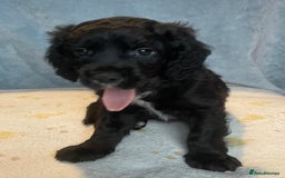 Mixed Breed dogs for sale: Cocker Spaniel cross Cavapoo Pups - Image 11