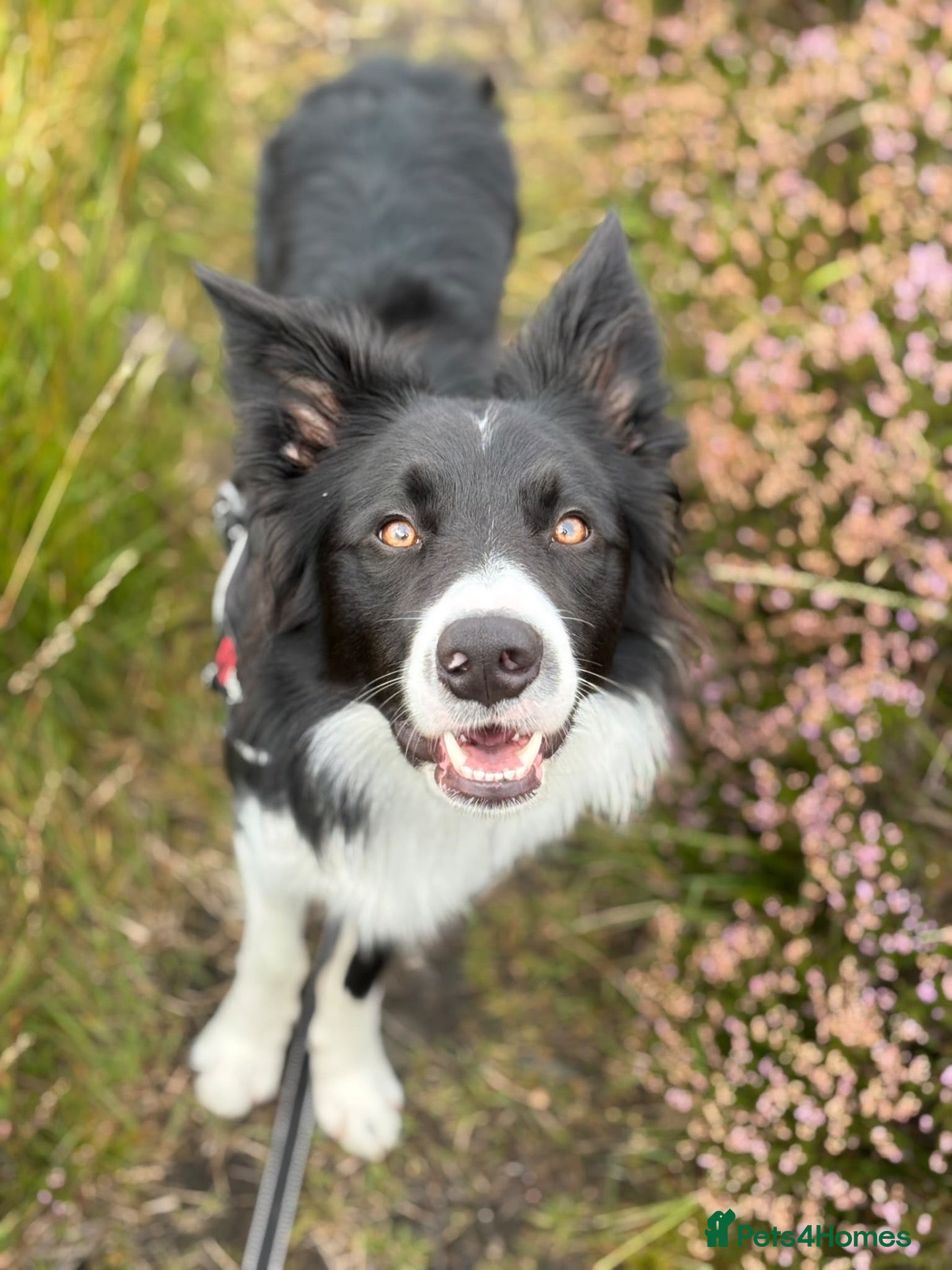 Border Collie dogs for sale: Reggie needing a forever home  - Advert 9
