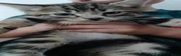 Mixed Breed cats for sale: Male tabby kitten  in Liverpool - Advert 2
