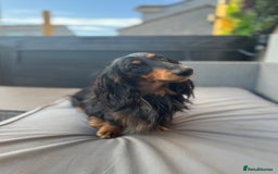 Miniature Dachshund dogs for stud: Silver dapple long haired mini dachshund for stud in Whitehaven - Image 2