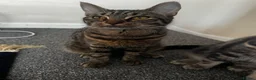 European cats for sale: Kittens  in Woking - Advert 3