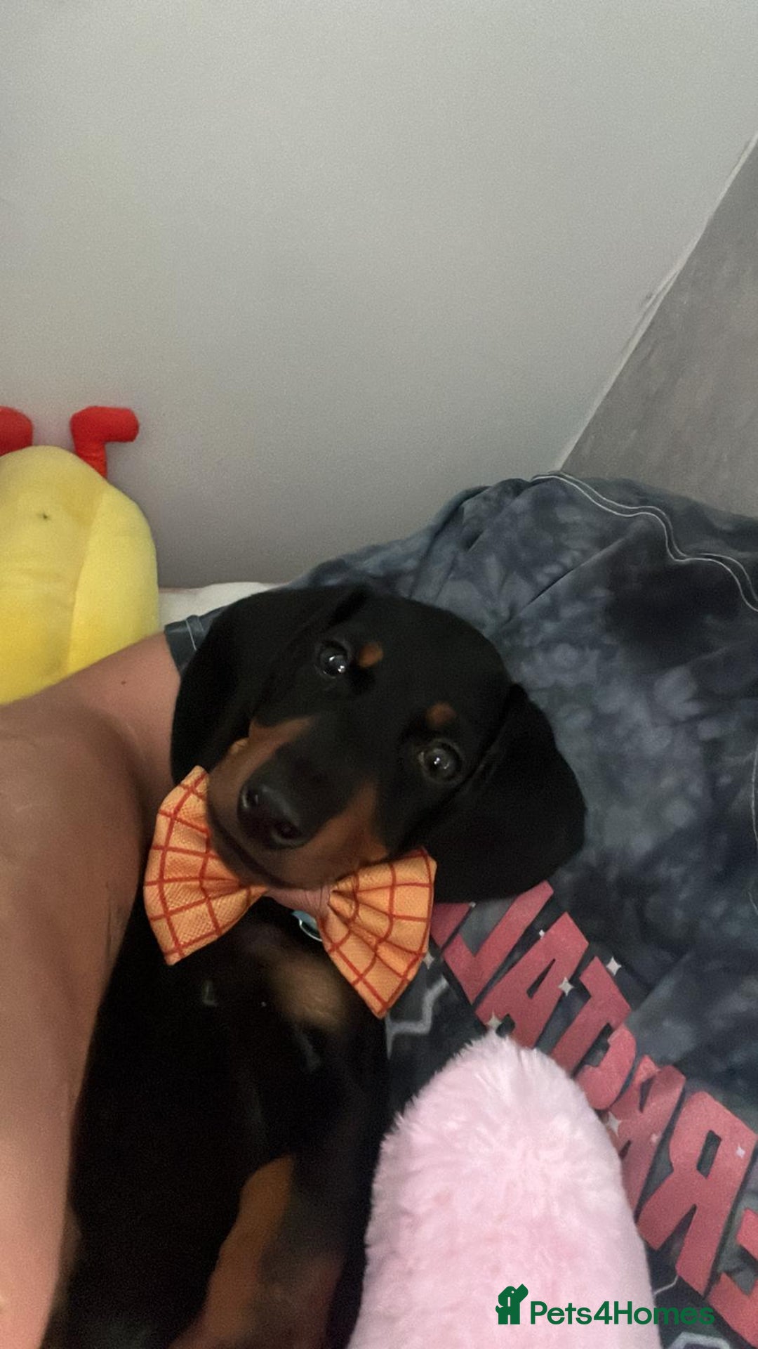 Dachshund dogs for sale: 14 week old male dachshund  - Image 3