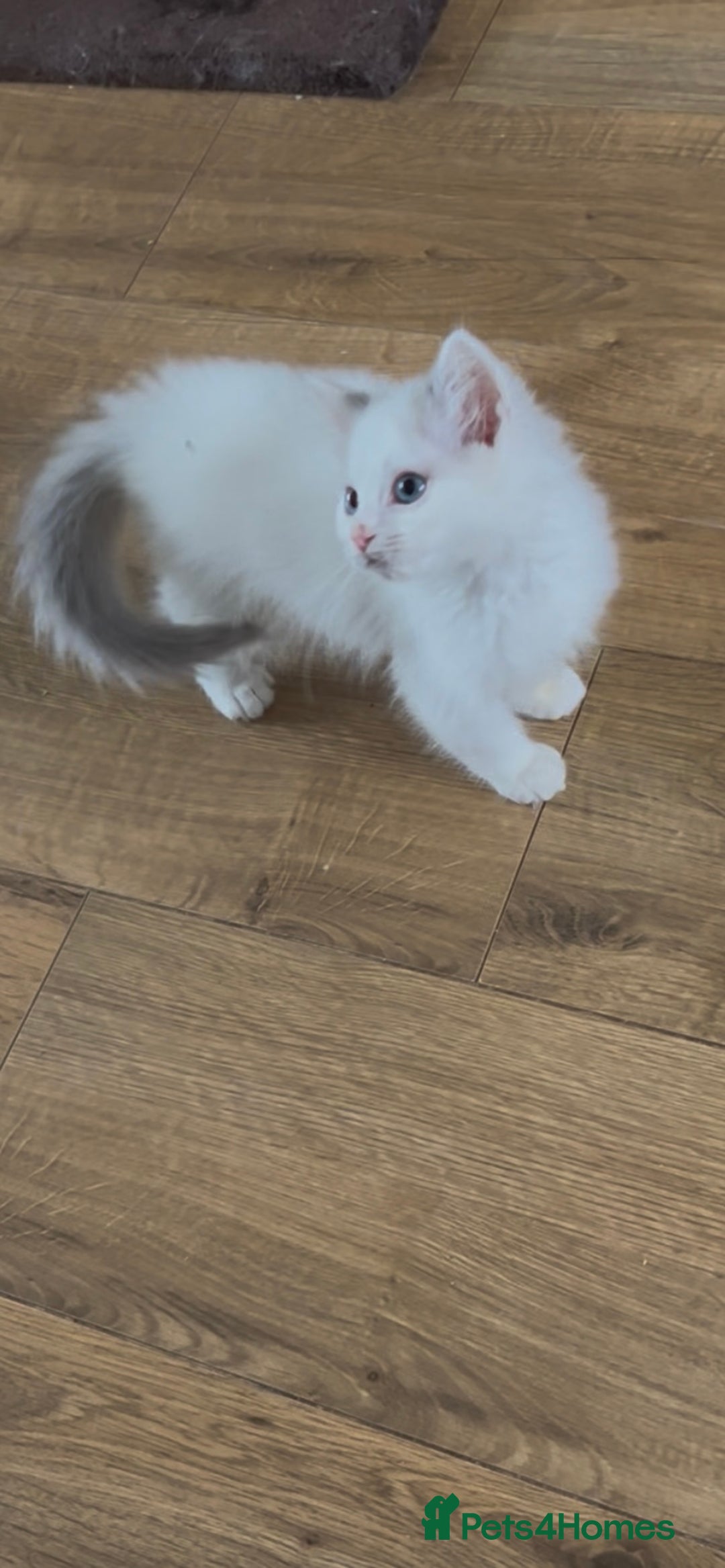 Ragdoll cats for sale: Beautiful Ragdoll kittens - Image 6