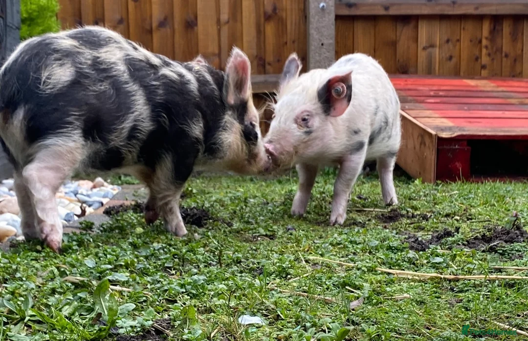 Pig livestock for sale: 2 micro piglets - Advert 2