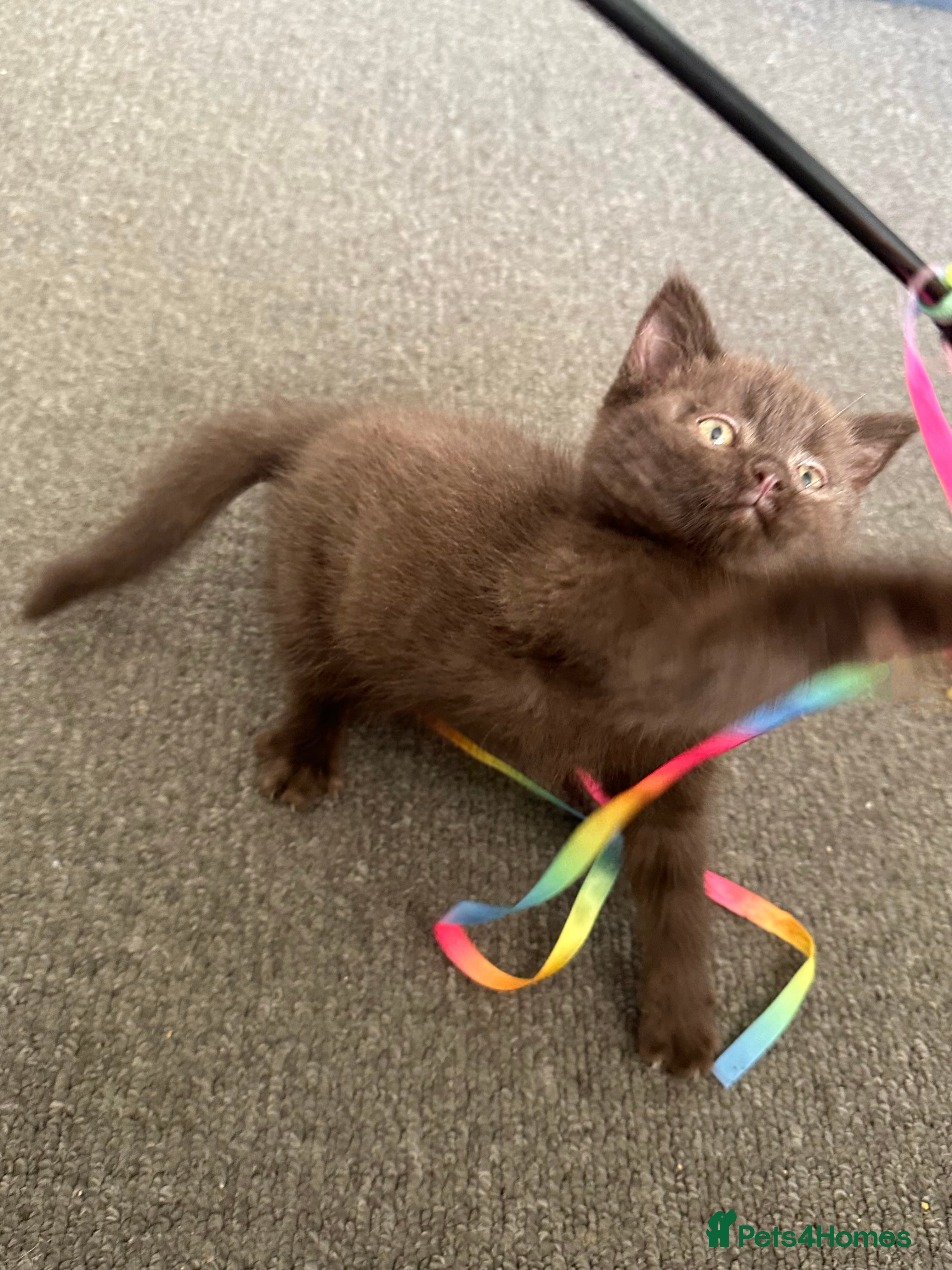 Mixed Breed cats BSH Ragdoll mix kittens - Advert 2