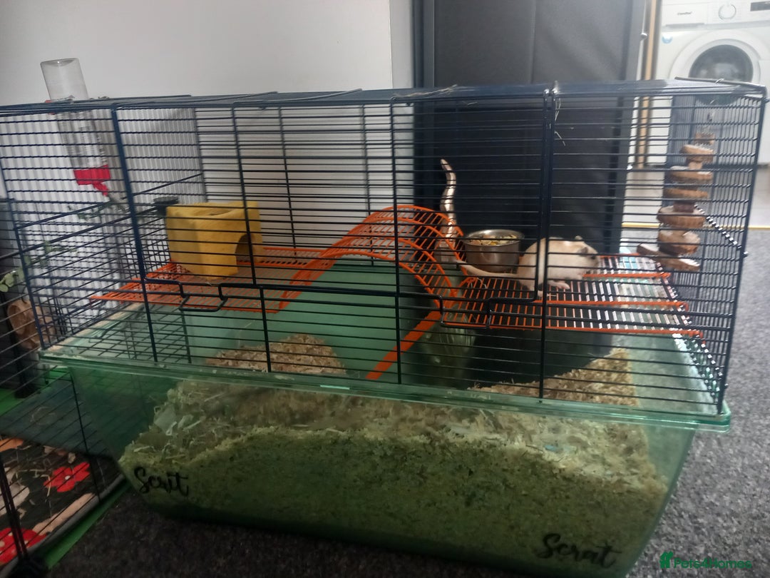 Gerbil rodents for sale: Bonded pair of male gerbils - Image 3