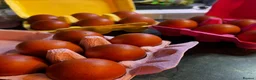 Hens poultry for sale: Olive Egger Hatching Eggs - Advert 1