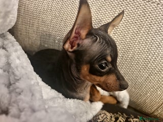 Miniature Pinscher dogs Prazsky krysarik (miniature pinscher) - Advert 5