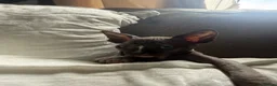 Sphynx cats for sale: Bicolour Sphynx cat black and white pink  in Bristol - Advert 3