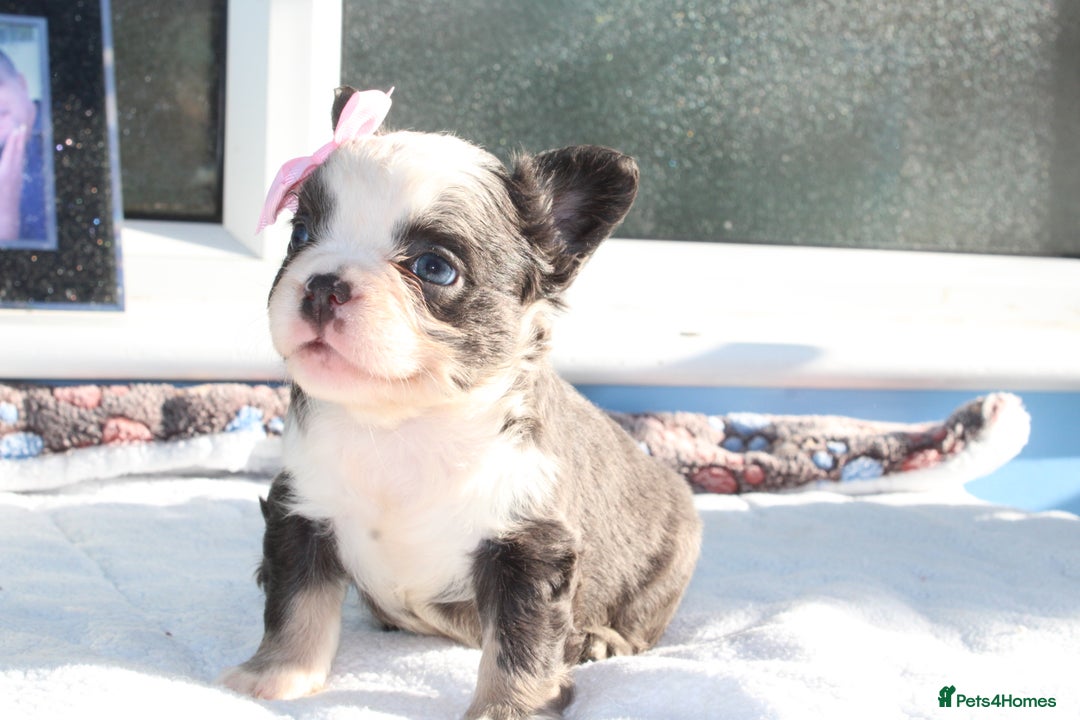 French Bulldog dogs for sale: Fluffy frenchie ready to leave  - Advert 5