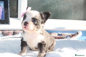 French Bulldog dogs - Advert 12