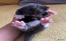 Mixed Breed cats for sale: Stunning, cuddly mixed breed kittens  - Image 8