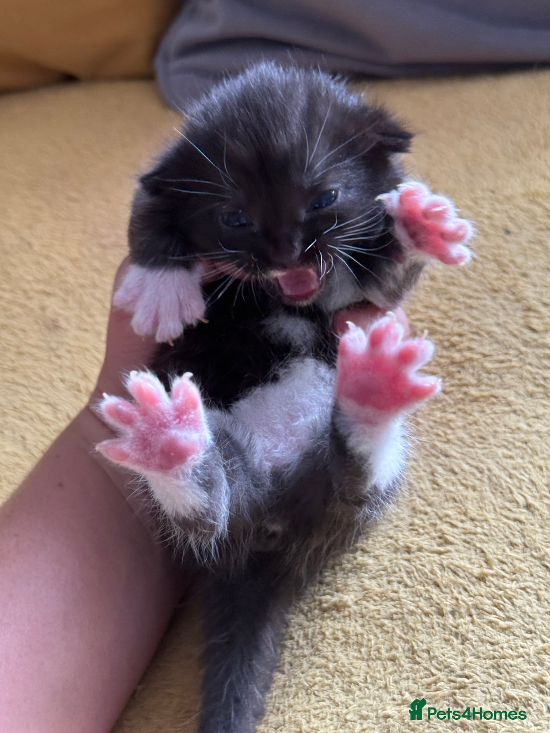 Mixed Breed cats for sale: Stunning, cuddly mixed breed kittens  - Image 8