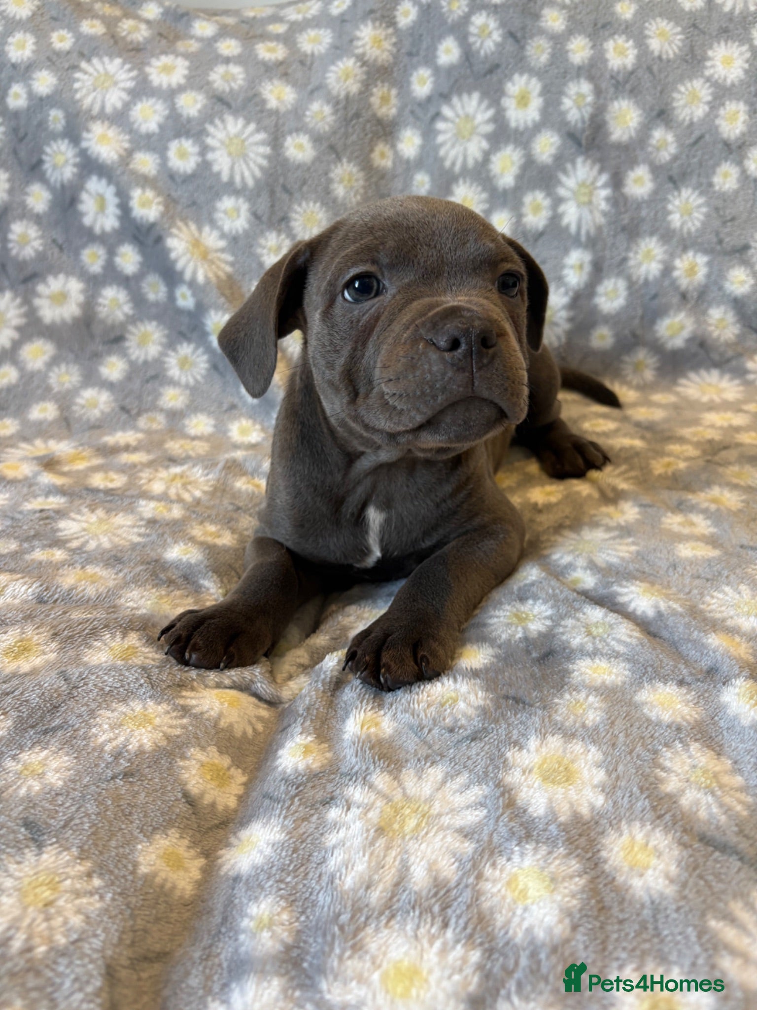Staffordshire Bull Terrier dogs PHARAON PUPPIES 🏆 STAFFORDSHIRE BULL TERRIERS  - Advert 5