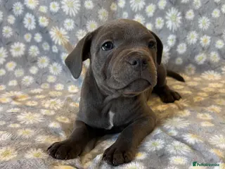 Staffordshire Bull Terrier dogs PHARAON PUPPIES 🏆 STAFFORDSHIRE BULL TERRIERS - Advert 5