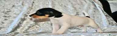 Jack Russell 3