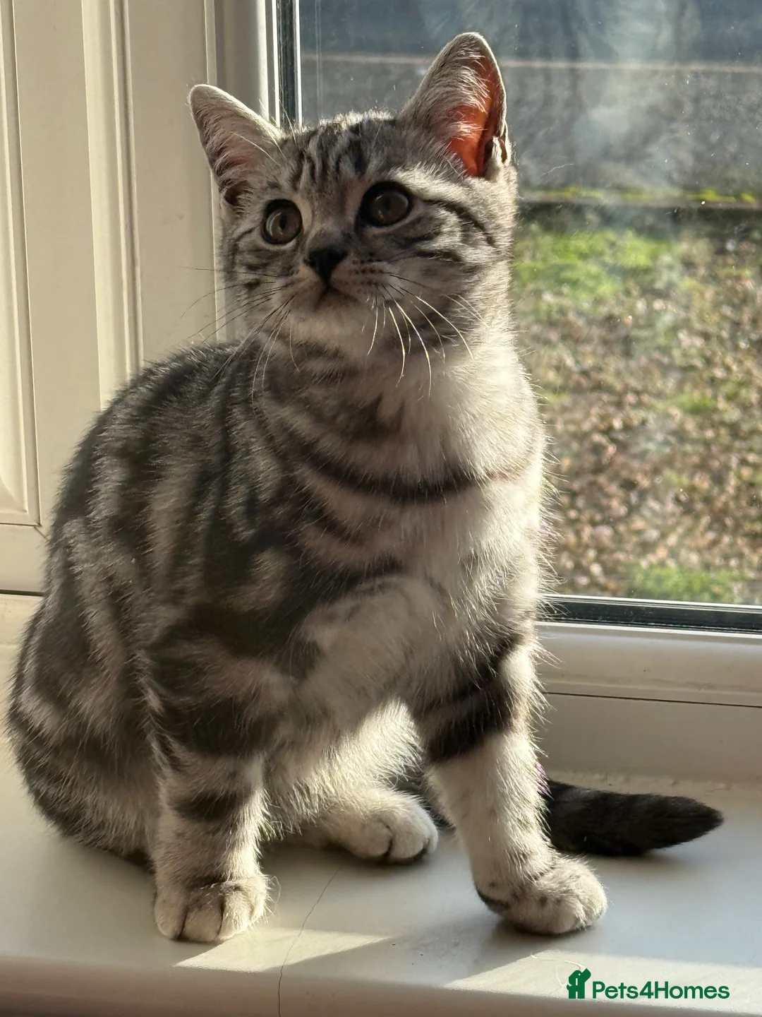 British Shorthair cats for sale: Two stunning loving black silver tabby BSH females - Advert 2