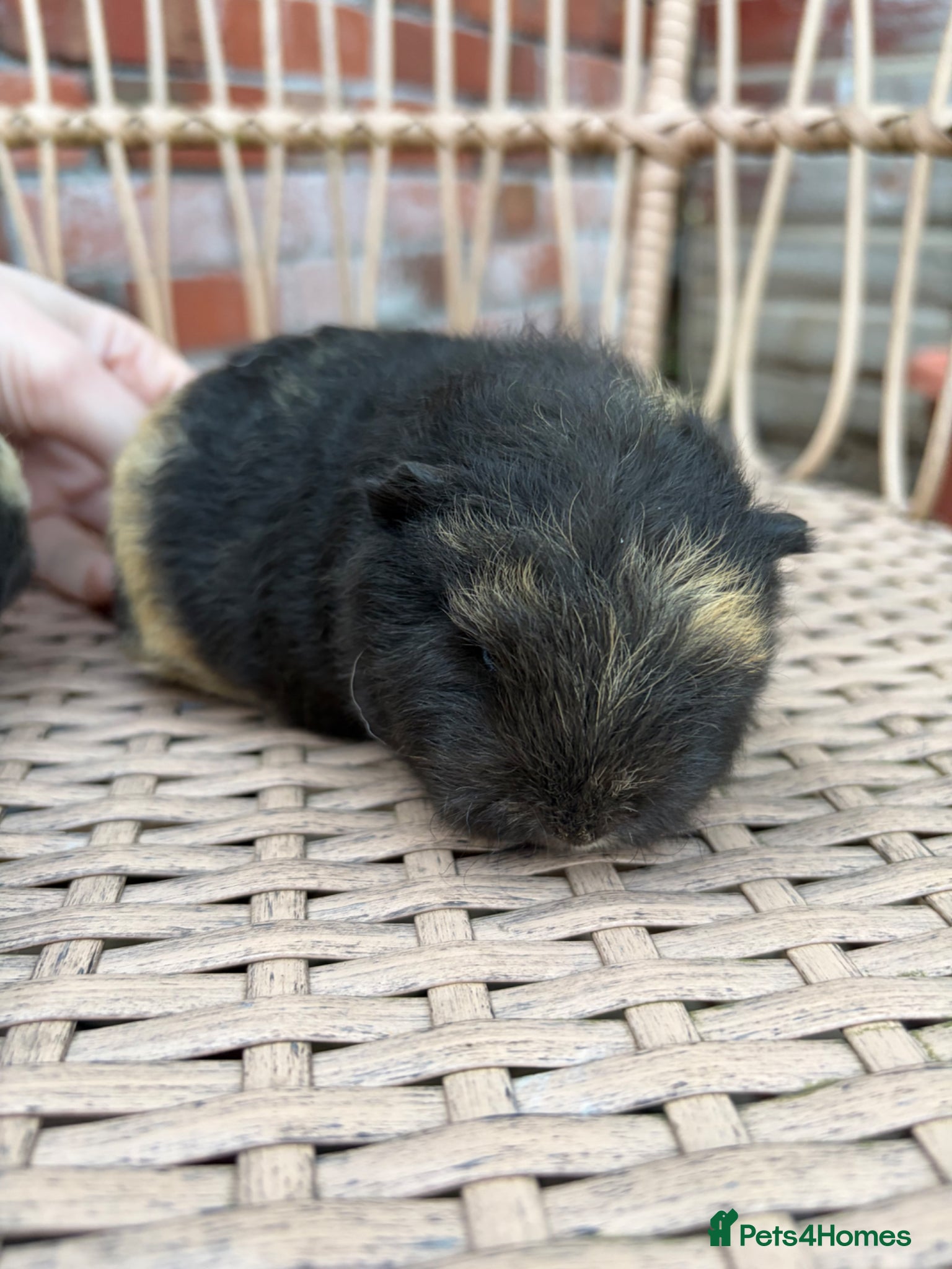 Guinea Pig rodents for sale: Swiss baby guinea pigs  in Nuneaton - Advert 6