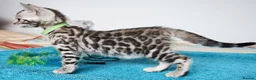 Bengal cats for sale: Superb Quality Bengal Kittens - Advert 3