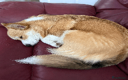 Welsh Corgi Pembroke dogs for sale: Rehoming Lily - Image 4
