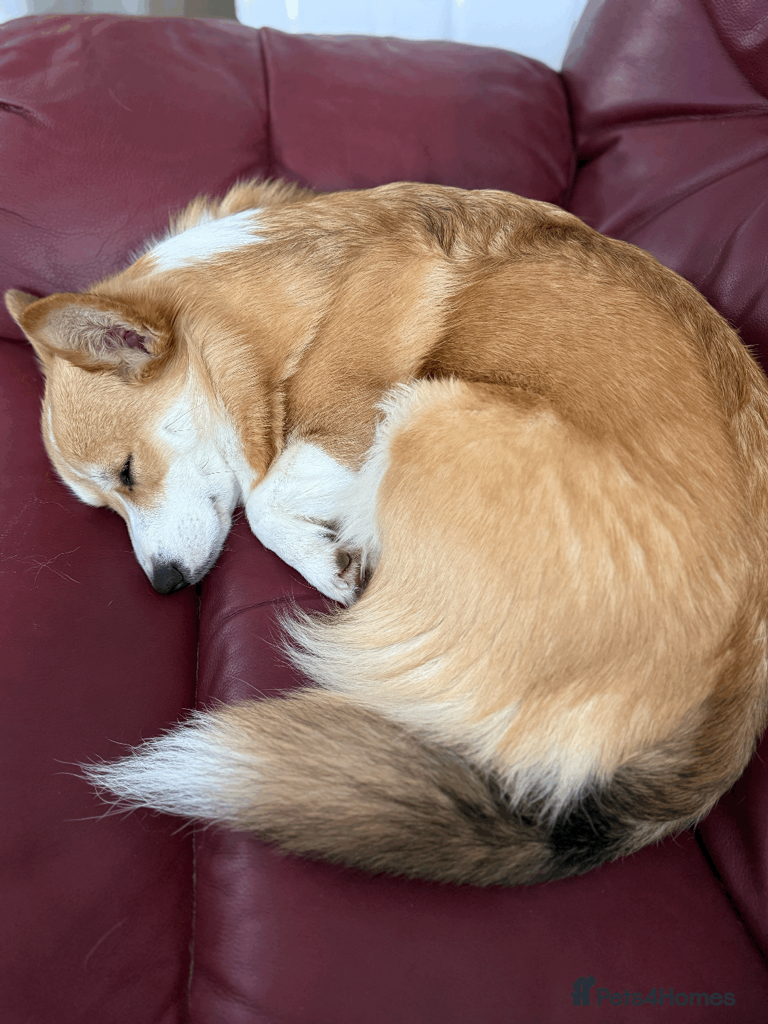 Welsh Corgi Pembroke dogs for sale: Rehoming Lily - Image 4