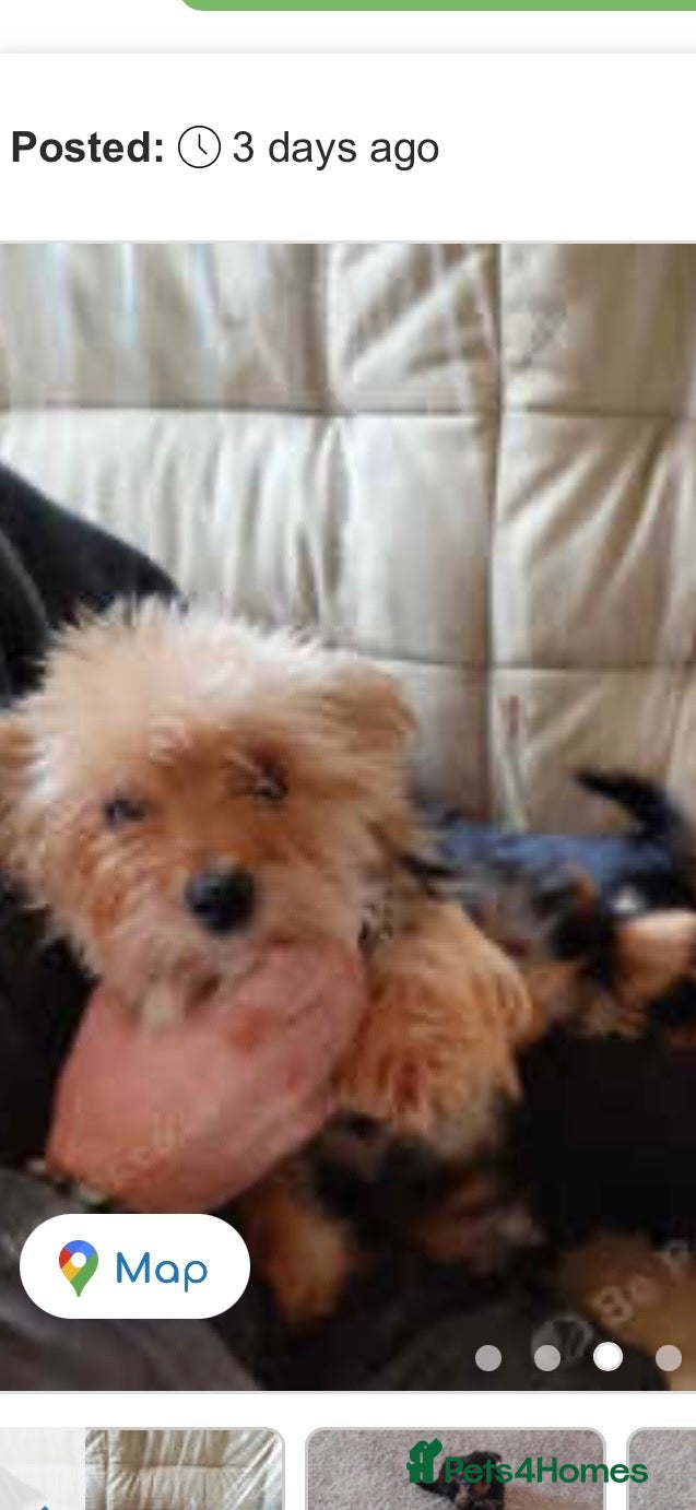 Yorkshire Terrier dogs Louise - Advert 1
