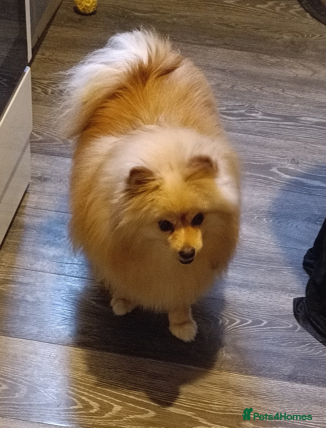 Pomeranian dogs for sale: Pomeranian and pomchi for rehome - Advert 3