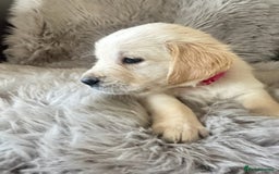 Golden Retriever dogs for sale: KC REGISTERED GOLDEN RETRIEVER PUPS - Image 14