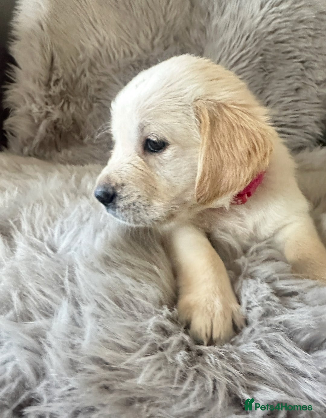Golden Retriever dogs for sale: KC REGISTERED GOLDEN RETRIEVER PUPS - Image 14