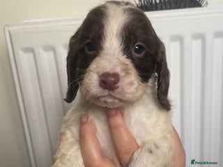 Sprocker dogs - Advert 1