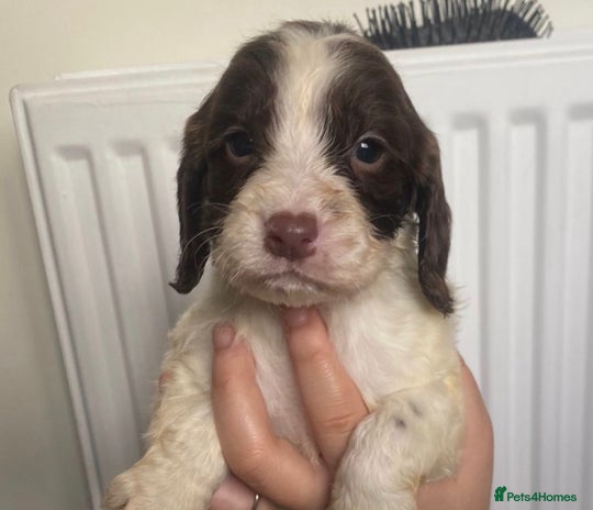 Sprocker dogs - Advert 3