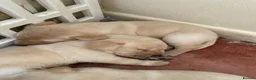 Labrador Retriever dogs for sale: Lovely Labrador puppies - Advert 10