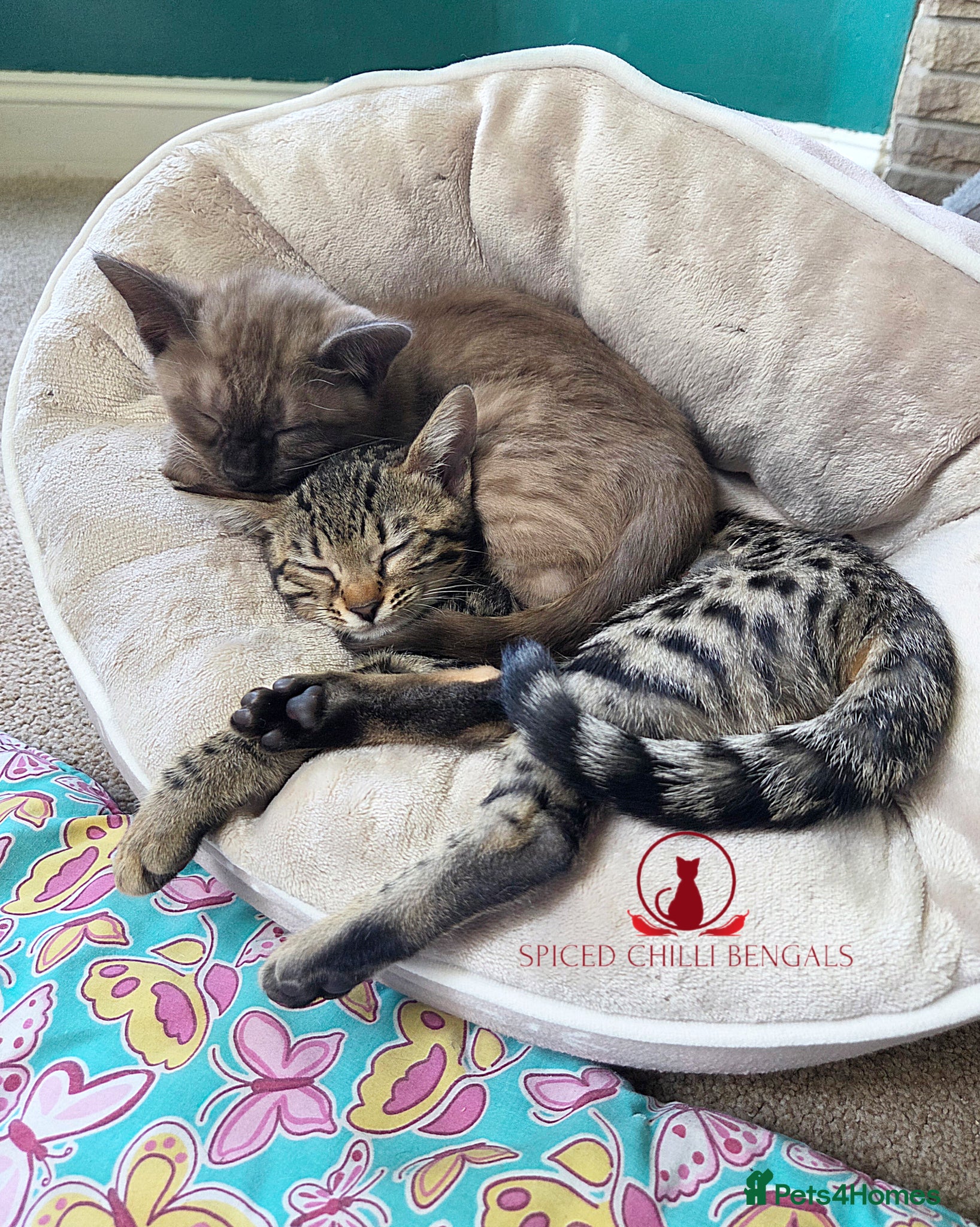 Bengal cats ✨️ CHAMPION TICA BENGAL KITTENS 🔥 - Advert 2