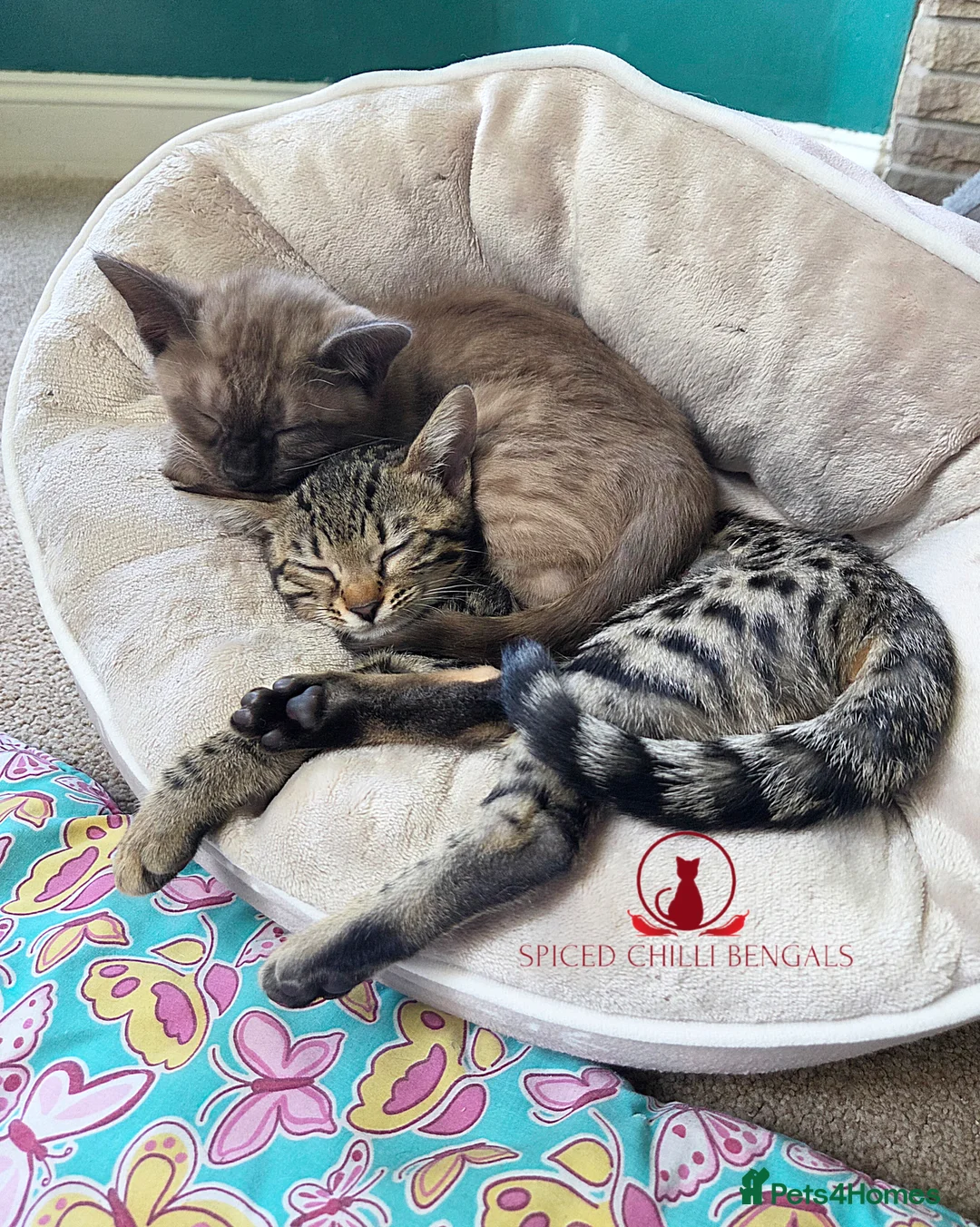 Bengal cats for sale: ✨️ CHAMPION TICA BENGAL KITTENS 🔥 - Advert 2