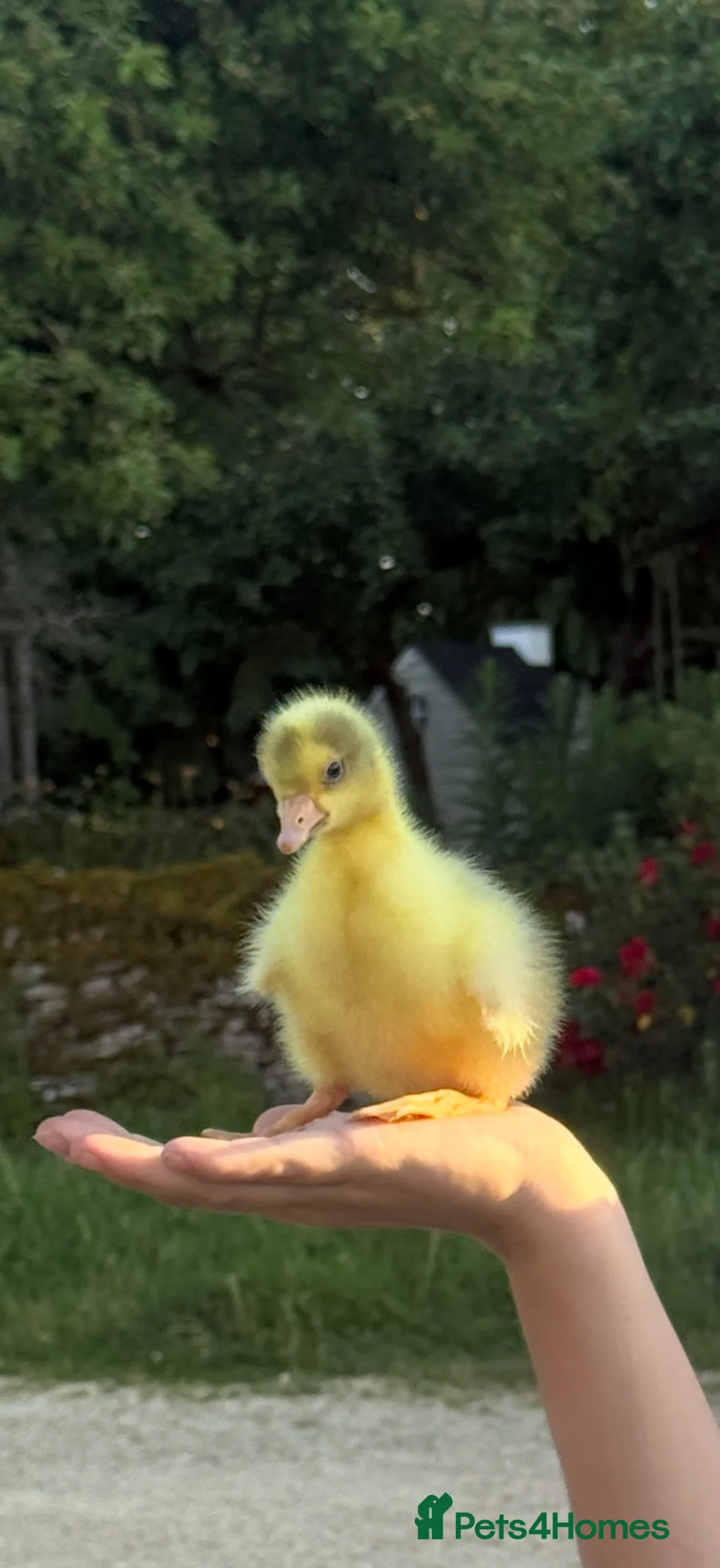 Geese poultry for sale: Sebastapol Goslings For Sale  in Burford - Advert 2