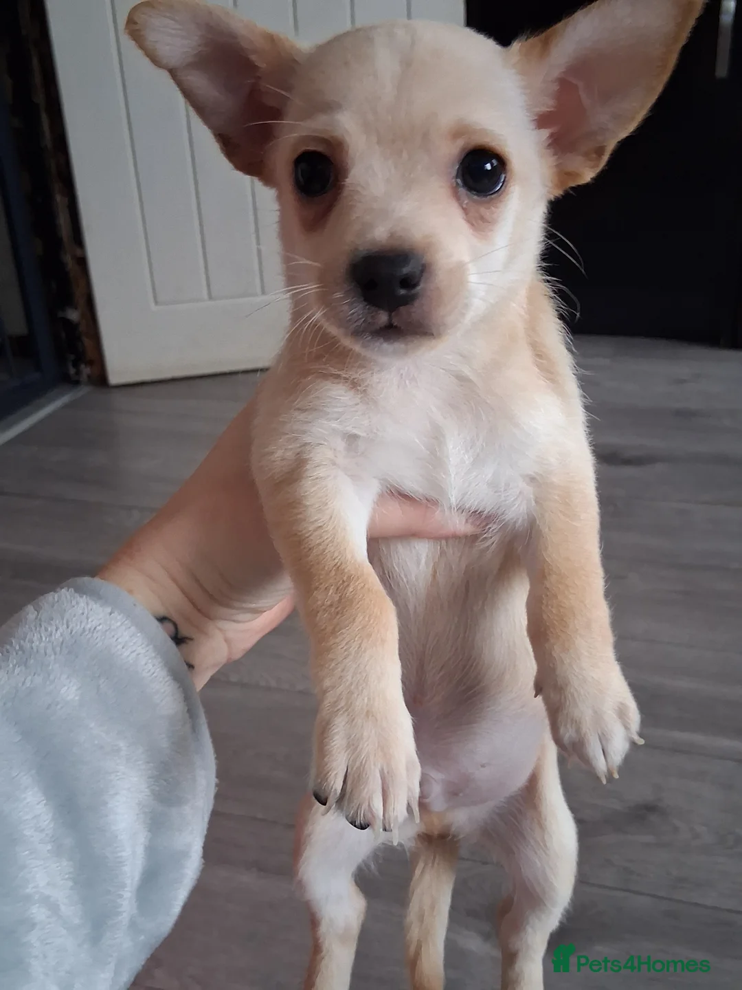 Mixed Breed dogs for sale: Jack Russel X Chihuahua Puppies  - Advert 10