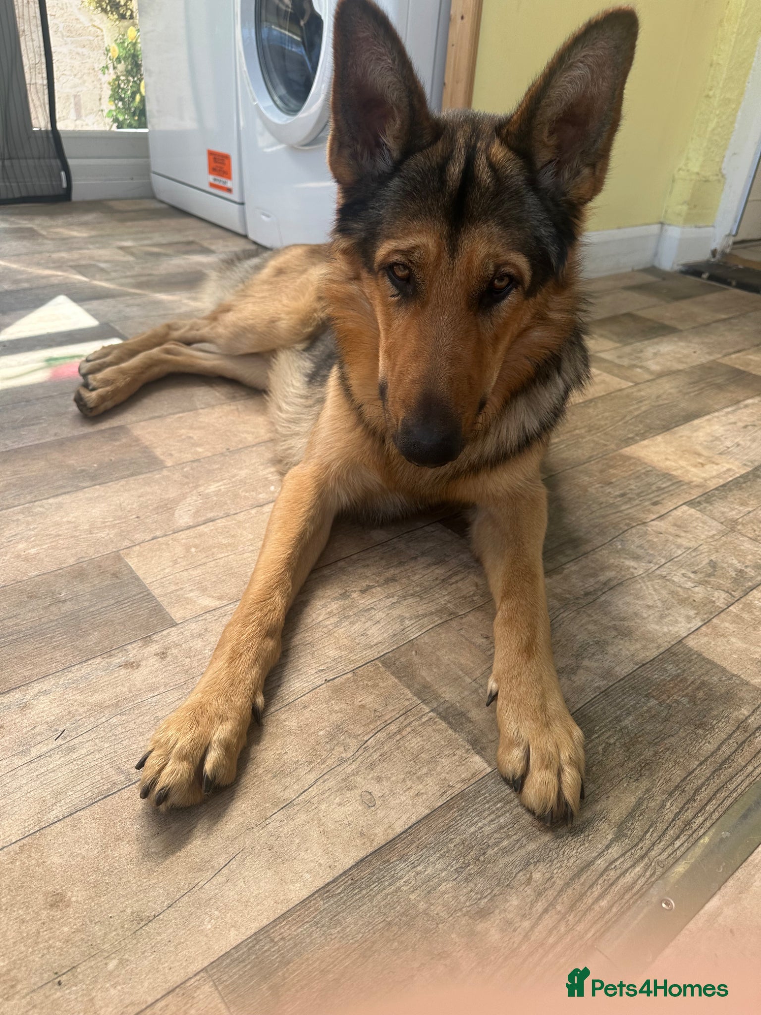 German Shepherd dogs Theo 18 month old  - Advert 1